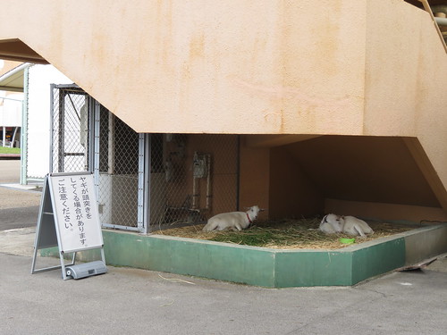 名古屋競馬場のヤギ