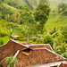 Village scenery in Gunung Simpang