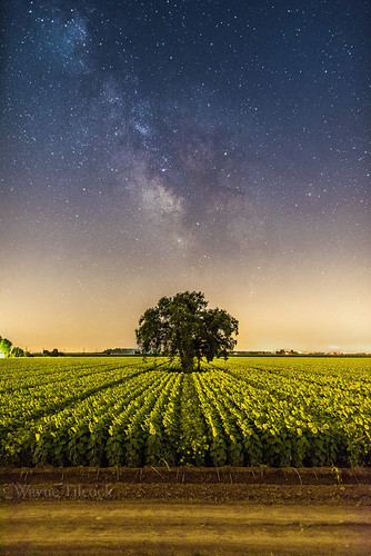 Sunflowers and Milky Way | by Wayne Tilcock