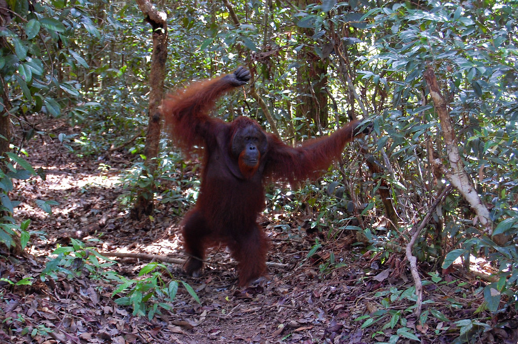 A male orangutan (Pongo pygmaeus) walking on the forest floor in Tanjung Puting National Park. The park which is 3,040km²...