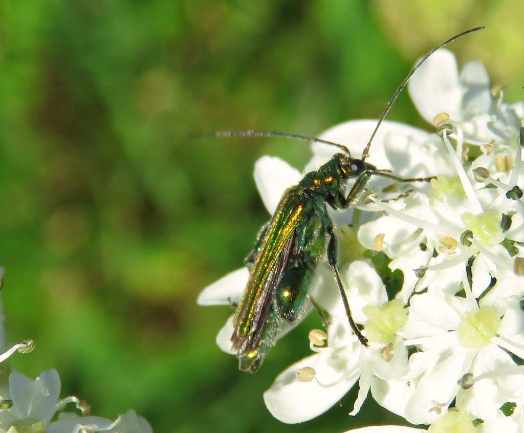 Toby Insect Oedemera Nobilis! | Insects seen on a coastal walk at Toby's… | Flickr