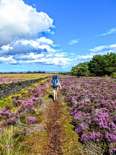 wainwright coasttocoast walk walker walking hike hiker hiking purple heather north sea york moors national park yorkshire england