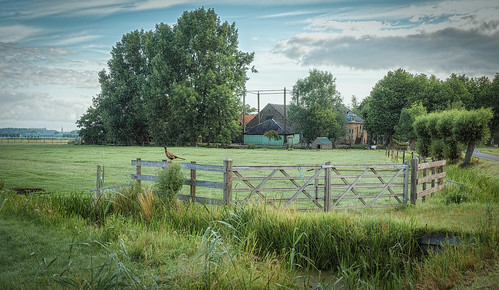 farm fence hss landscape pheasant rural sliderssunday trees fazant hff fencefriday nederlandvandaag