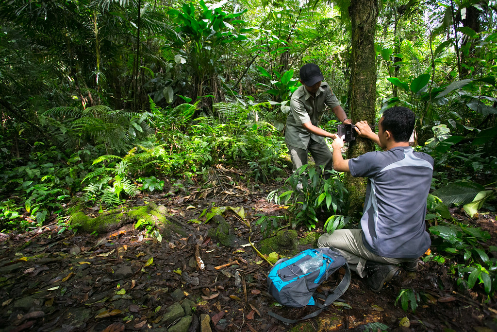 Center for International Forestry Research (CIFOR) researcher Age Kridalaksana (right) and a national park officer install a camera trap. One...
