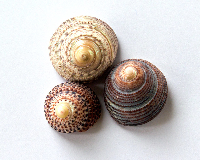 Three of my treasures  [shells#61]