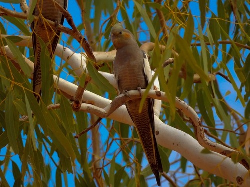 diashow länder australien bestimmen erlnichtweb tiere vögel yannarie westernaustralia