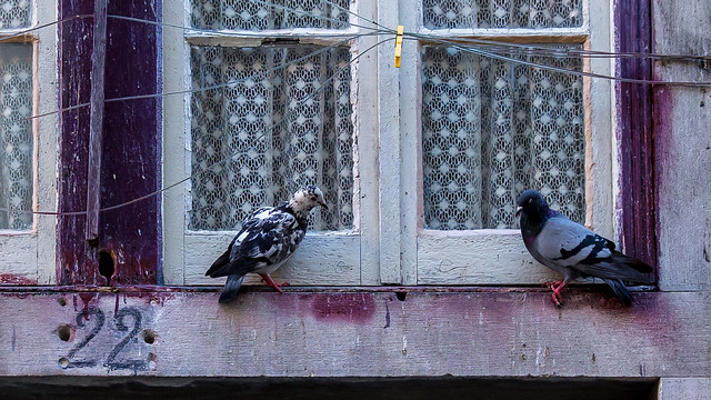 Pigeons of Lisbon