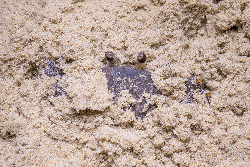 beach crab sand file:name=dsc02053 texture macromonday