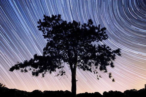 stars star night trails timelapse nikon d5100 tree nature nightscape outdoors sky astrophotography blue pink color colorful pennsylvania pymatuning pine conifer exposure long july summer longexposure landscape rural midnight gradient fade center middle silhouette