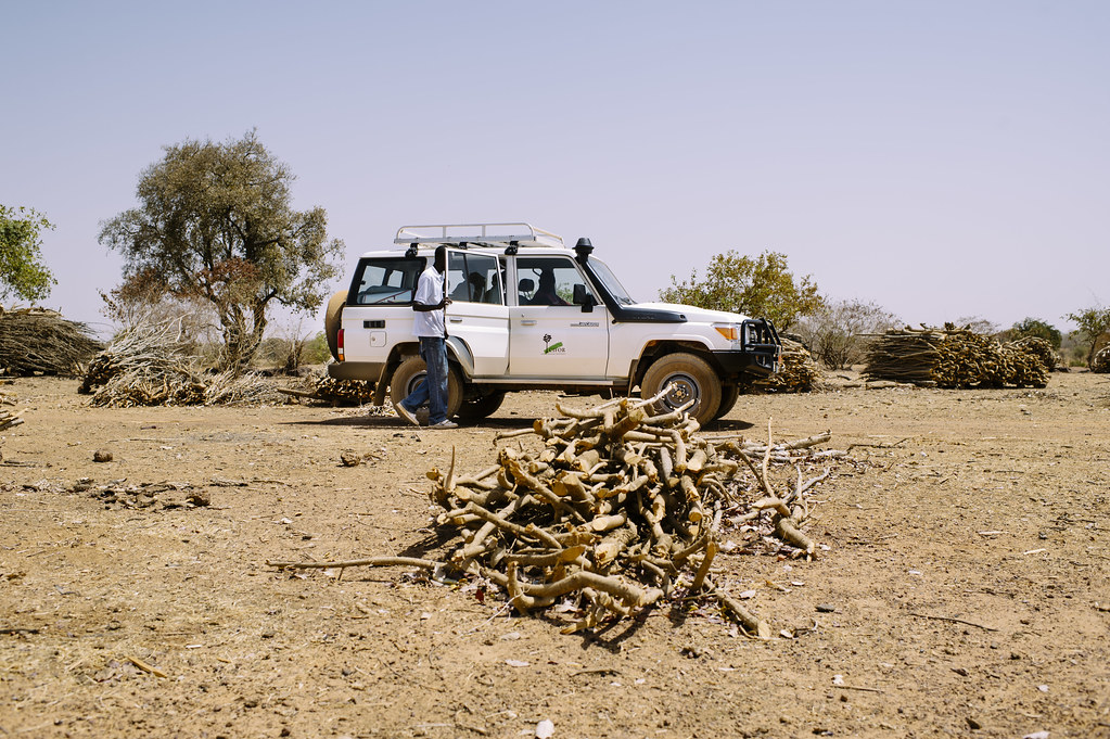 Dead wood from Sindri village which is then transported by truck and sold in Kongoussi, Burkina Faso.