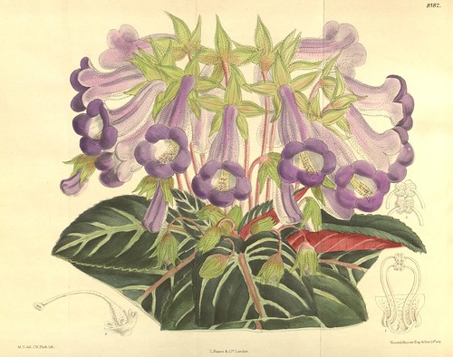 n49_w1150 | Curtis's botanical magazine.. London ; New York … | Flickr