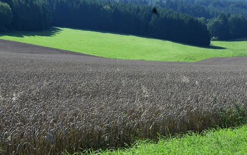 germany thuringia village bürden grain conifer corn