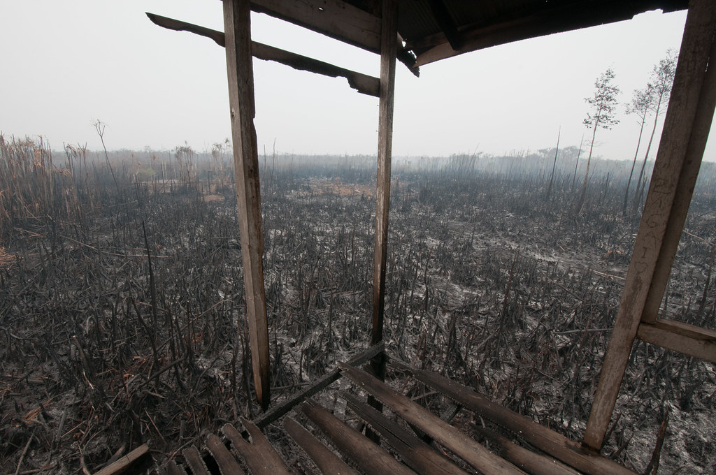 Areas of Sebangau National Park, Central Kalimantan have also been affected by fires.