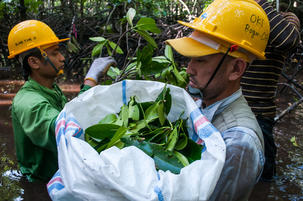 Center for International Forestry Research (CIFOR) scientist Yosuke Okimoto and researcher Sigit Deni Sasmito collect mangrove leaves to assess the...