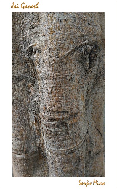FIGURE OF GOD GANESHA VISIBLE IN A TREE BRANCH