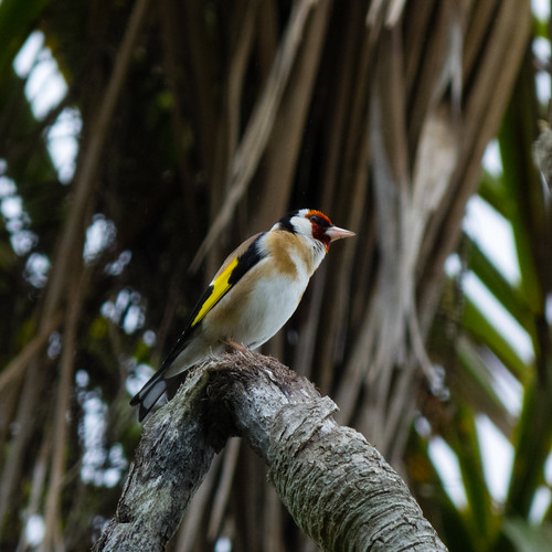 Goldfinch in a palm tree