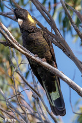 Black-Cockatoo Yellow-tailed