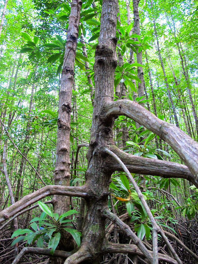 A mangrove tree in Center for International Forestry Research (CIFOR) study on above-ground and below-ground biomass in mangrove ecosystems, part...