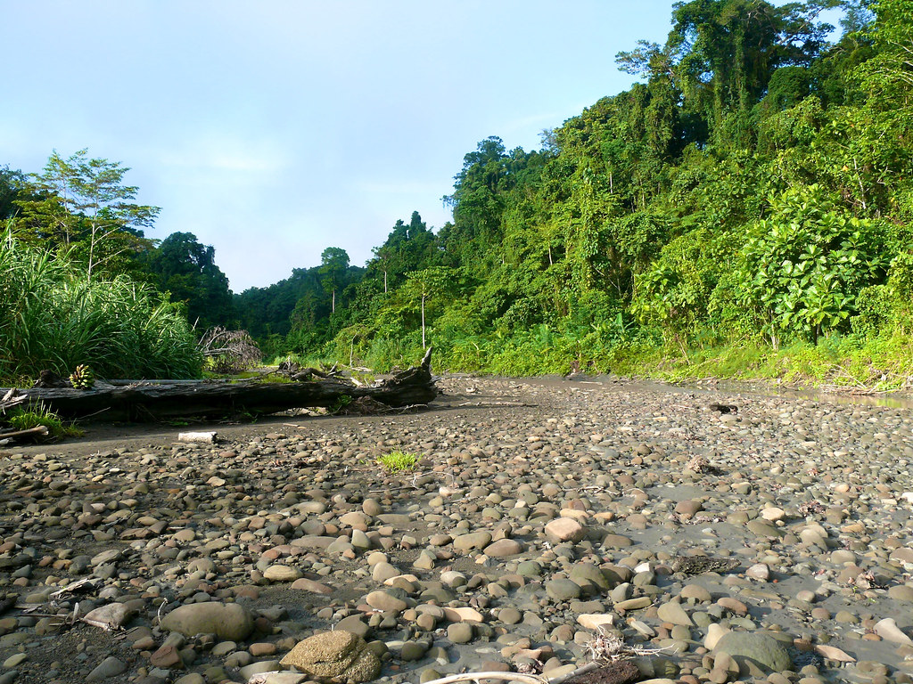 The river meanders and deposits debris at the riverside. Papua, Indonesia.