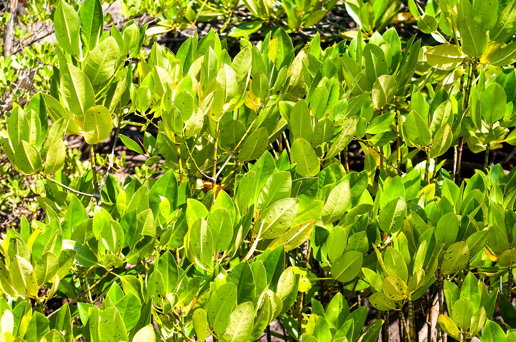 Mangrove saplings growing in East Kalimantan, Indonesia.