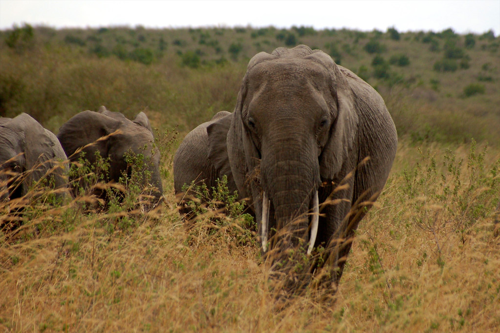 A herd of elephants roam in Kenya.
