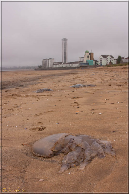 Swansea Beach: Barrel Jellyfish