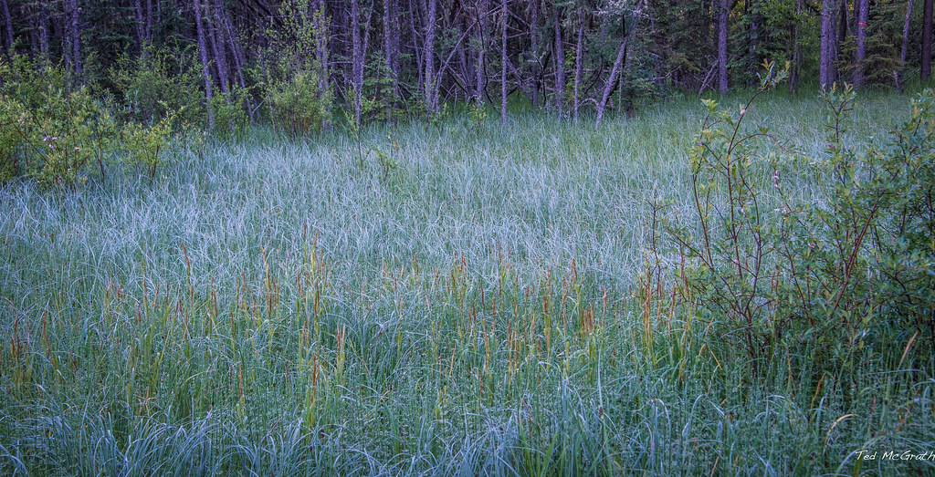 2017 - Road Trip - Crimson Lake Ab - Tall Grass