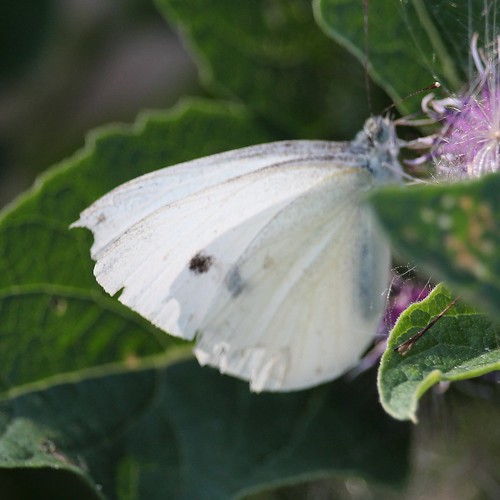 butterfly cabbagewhite pierisrappae oshawa ontario canada can groupcharlie