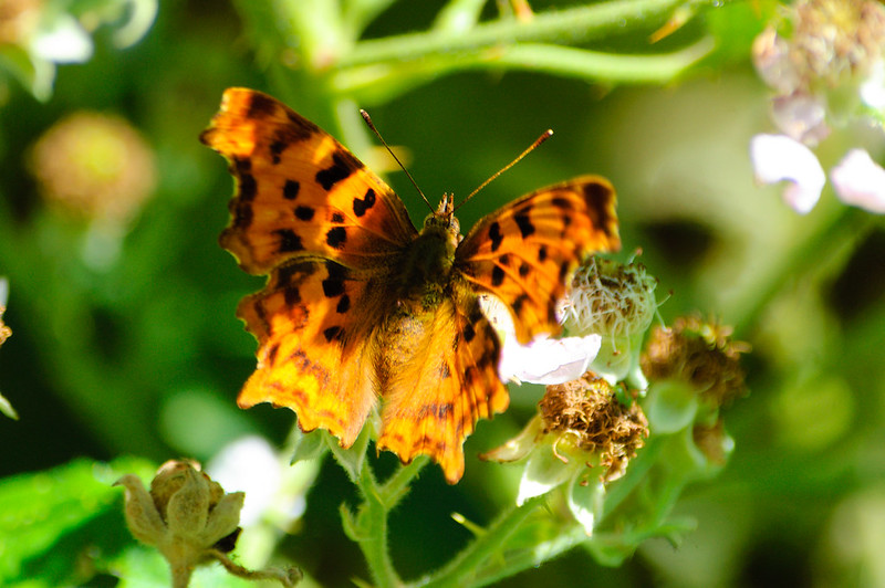 Wild Wolverhampton - comma butterfly