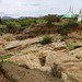 Forest landscape restoration in Ethiopia
