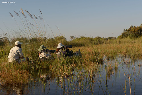 group canoe mokoro marsh wetland water moremi moremigamereserve okavangodelta okavango delta botswana image:rating=5 image:id=204657