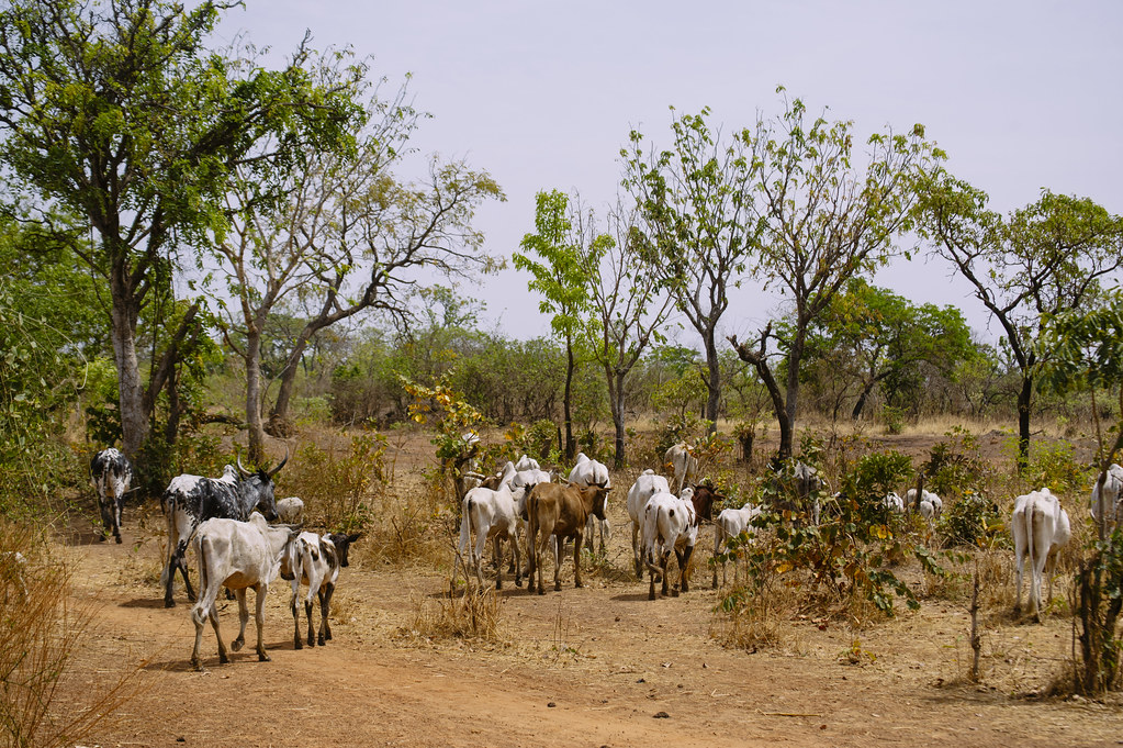 A catlle herd returning to the pasture just outside Zorro village, Burkina Faso.