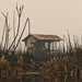 Fire in Sebangau national park