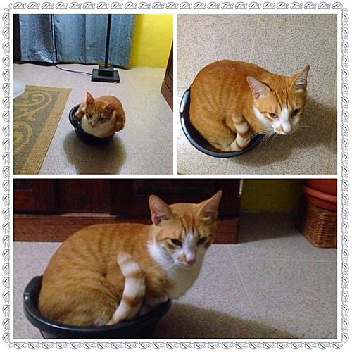Even if he doesn't fitz, he sitz 😸🍚🍨🍄#cats #catsinboxes #catsarejerks #catsofinstagram #crazycatlady #gingercats #catsfromhell #pets #nofilter #petsofinstagram #gatos #meow #purr #cats #catstagram #whiskers #kittens #kitt | by OrnaMENTALissues