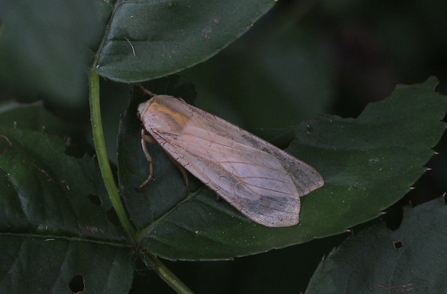 IMG_8811a - Banded Tussock Moth (halysidota tessellaris) - Zephyr, Ontario, Canada