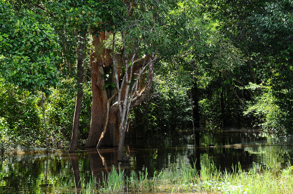 Swamp vegetation in Lake Sentarum, West Kalimantan, Indonesia, May, 2010