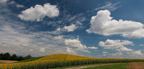 sunflower clouds cloudsstormssunsetssunrises wolken sonnenblume sonnenblumenfeld himmel sky feld field schweiz switzerland bern kantonbern canon70d pano panorama