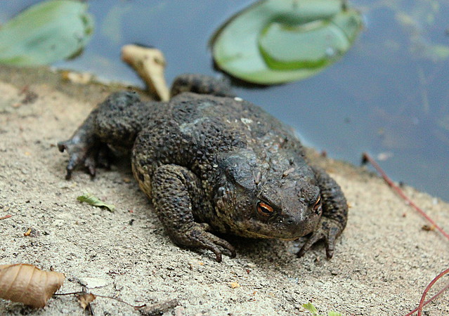 The toad-king of the lake