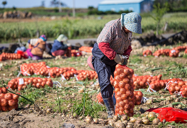 Collecting onions in a field at the base of Dangsanbong Al Oreum #2