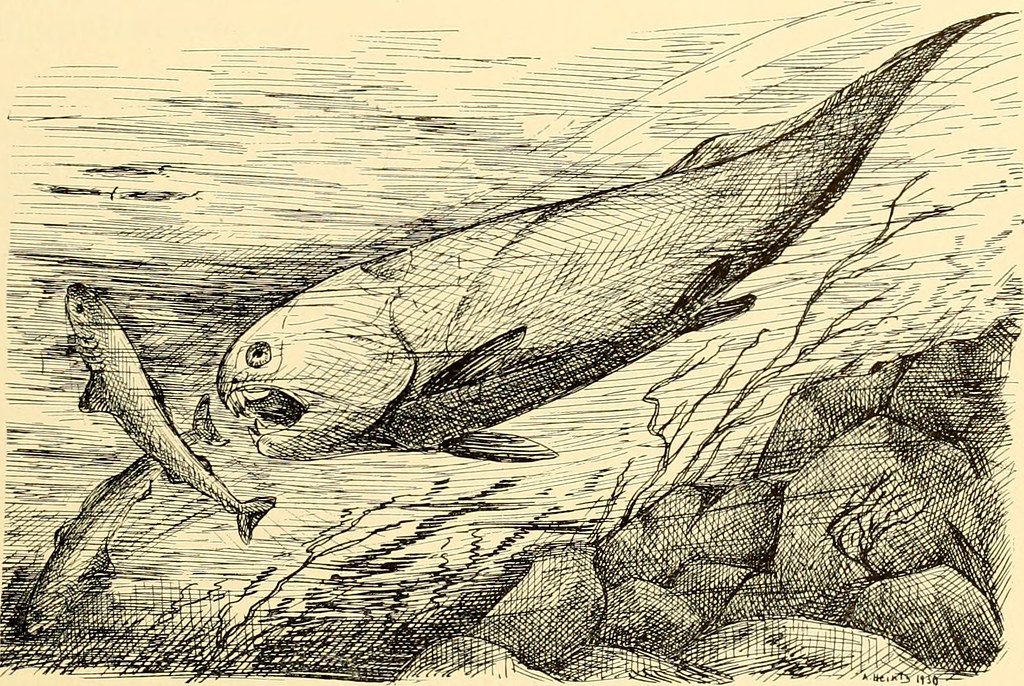 Image from page 256 of 