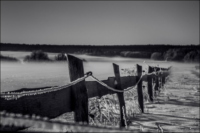frozen fence in a foggy mood