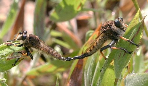 insect diptera fly asilidae asilinae promachus promachusrufipes robberfly northcarolina piedmont fridayflyday tamron90mmf28macro inaturalist