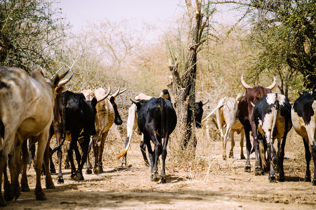 Cattle in Lake Bam near Yalka village, Burkina Faso.