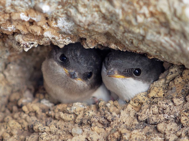 common house martin babies in the nest