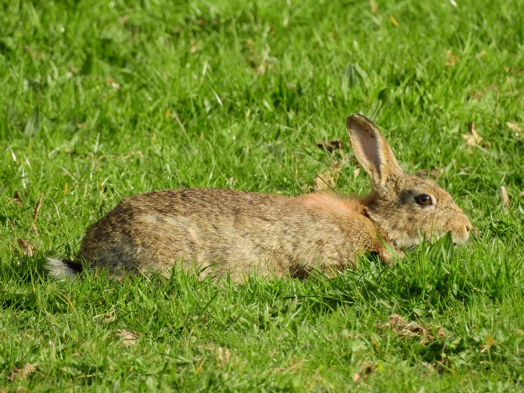 Flickr Rabbit Farm Rabbit | Jayney R | Flickr