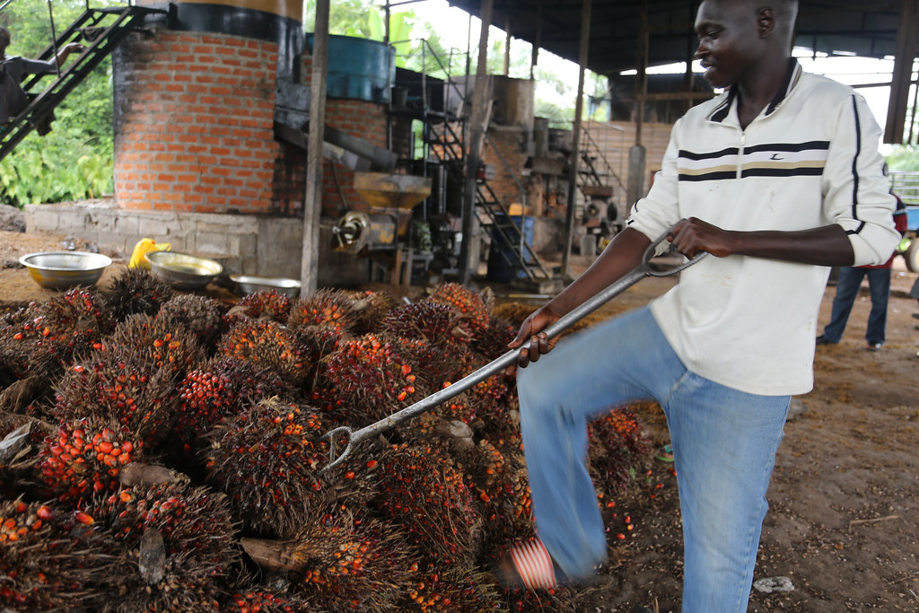 A man working at a palm oil mill on the outskirts of town Doaula, Cameroon.