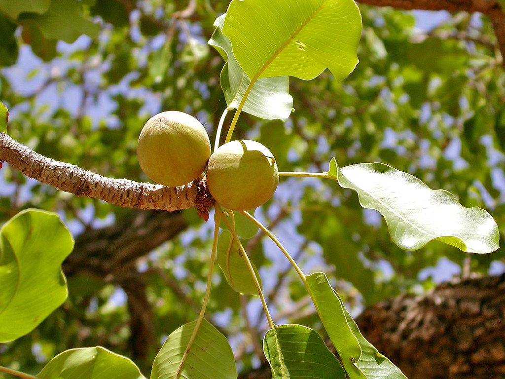 Shea fruit growing on shea tree (Vitellaria paradoxa), which shea butter is produced, in the savanna of Burkina Faso.