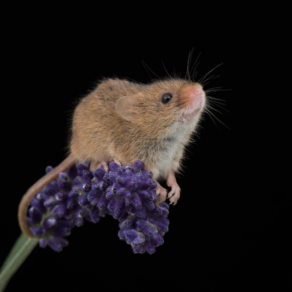 Lavender Mouse