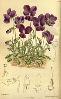n34_w1150 | Curtis's botanical magazine.. London ; New York … | Flickr
