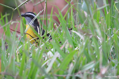 coereba flaveola mielero común bananaquit thraupidae aves de colombia avistamiento birding birdwatching birds yarumal